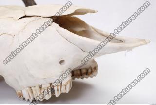 animal skull 0044